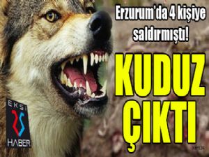 Erzurum'da 4 kişiye saldıran kurt kuduz çıktı..