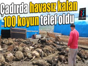 Çadırda havasız kalan 100 koyun telef oldu