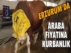 Erzurumda araba fiyatına kurbanlık