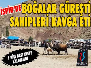 İspirde önce boğalar sonra çevredekiler güreşti