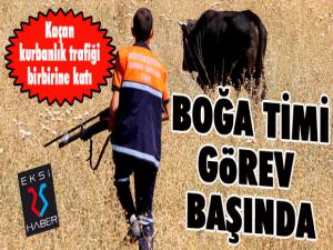 Kaçan kurbanlık dana trafiğe daldı