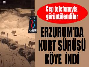 Erzurumda kurt sürüsü köye indi!