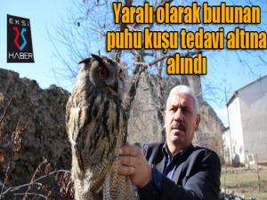 Yaralı olarak bulunan puhu kuşu tedavi altına alındı