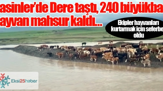 Dere taştı, 240 büyükbaş hayvan mahsur kaldı…