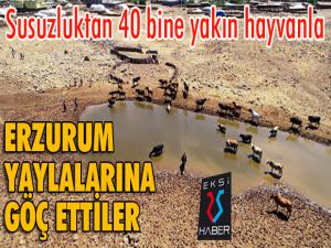 Susuzluktan 40 bine yakın hayvanla göç ettiler