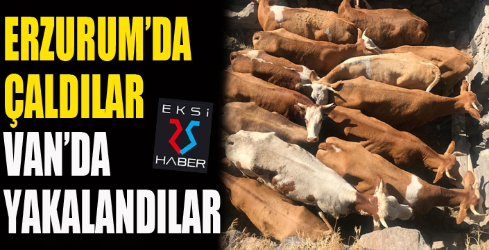 Büyükbaş hayvan hırsızları Van’da yakalandı