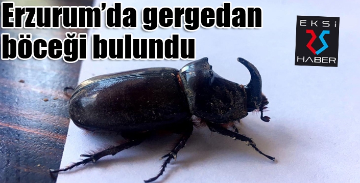 Erzurum’da gergedan böceği bulundu