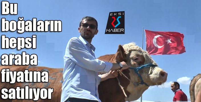 Bu boğaların hepsi araba fiyatına satılıyor