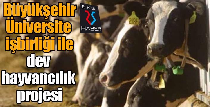 Büyükşehir-Üniversite işbirliğiyle dev hayvancılık projesi