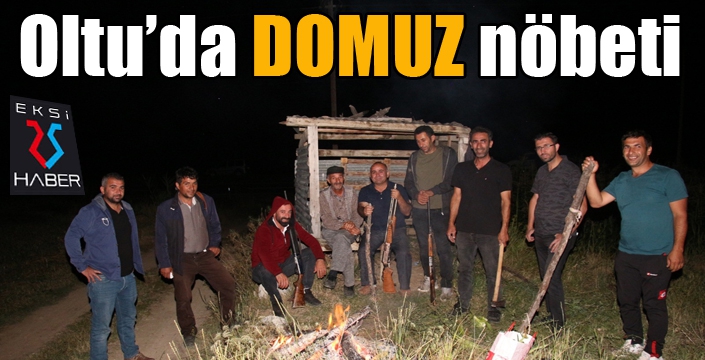 Oltu'da domuz nöbeti...