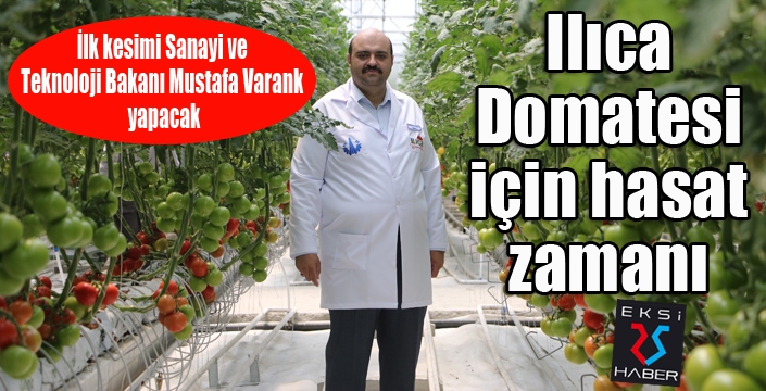 Ilıca Domatesi için hasat zamanı