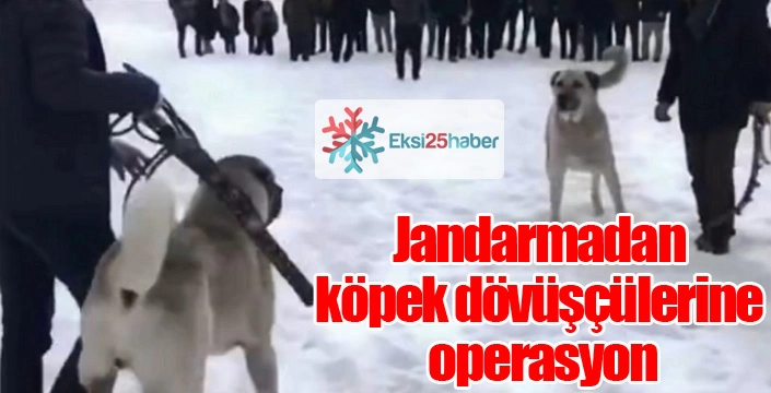 Jandarmadan köpek dövüşçülerine operasyon